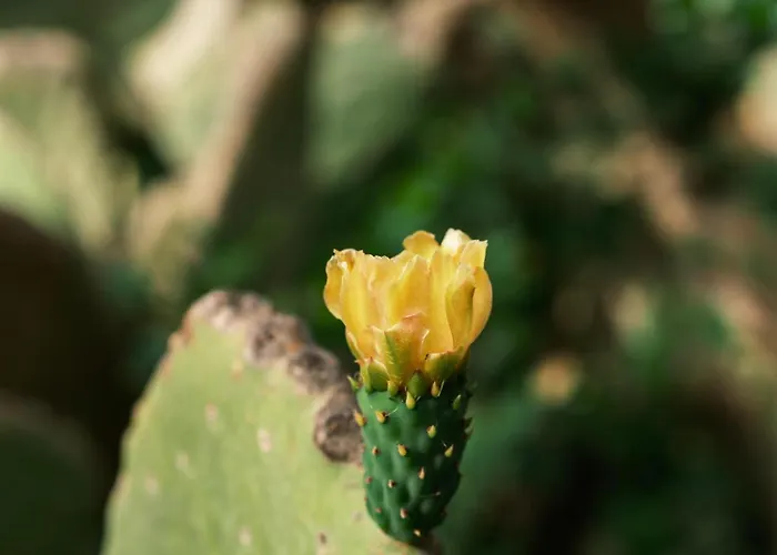 Flow Surf & 3* Datca