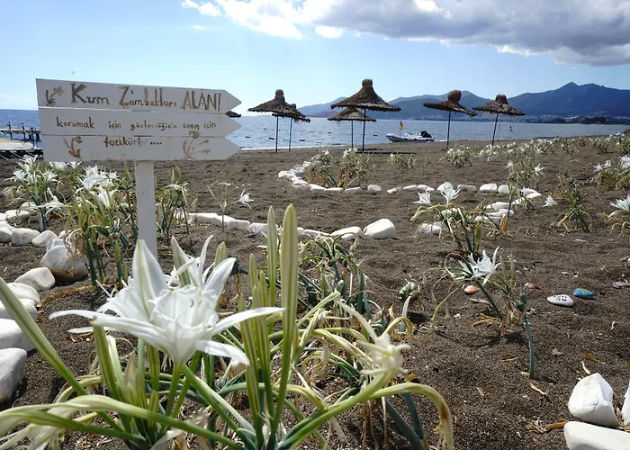 Flow Surf & 3* Datca